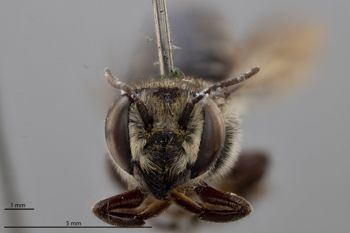 Media type: image;   Entomology 25432 Aspect: head frontal view